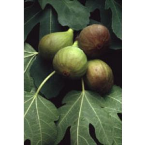 Msa Ficus Carica 50 ml